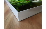 Akustikbild Papageien Trio