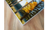 Akustikbild Bäume im Herbst