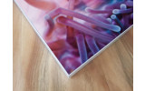 Akustikbild Clownfisch und Anemone