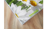 Akustikbild Gänseblümchen