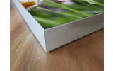 Akustikbild Gänseblümchen