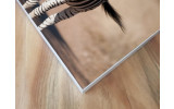 Akustikbild Zebra