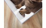 Akustikbild Babykatzen