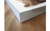 Akustikbild Babykatzen
