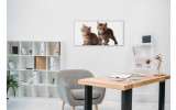 Akustikbild Babykatzen
