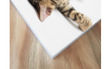 Akustikbild Müde Katze