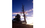 Akustikbild Baum im Sonnenuntergang
