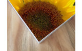 Akustikbild Sonnenblume