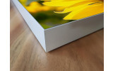Akustikbild Sonnenblume