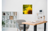 Akustikbild Sonnenblume