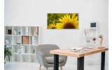 Akustikbild Sonnenblume