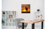 Akustikbild Giraffen