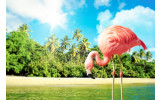 Akustikbild Flamingo