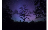 Akustikbild Kahler Baum bei Nacht