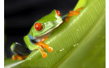 Akustikbild Hallo Frosch