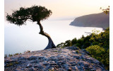 Akustikbild Baum am Meer