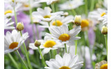 Akustikbild Gänseblümchen