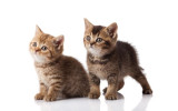 Akustikbild Babykatzen