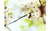 Akustikbild Bienen und Blumen