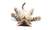 Akustikbild Müde Katze