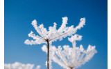 Akustikbild Vereiste Blume