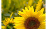 Akustikbild Sonnenblume