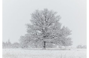 Akustikbild Schneebedeckter Baum