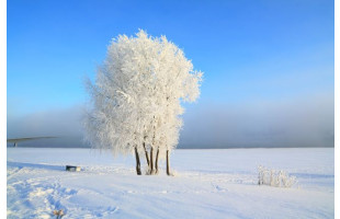 Akustikbild Schneebaum in der Landschaft