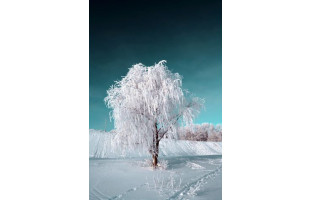 Akustikbild Schneebedeckter Baum unter blauem Himmel