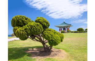 Akustikbild Schöner Baum in Asien