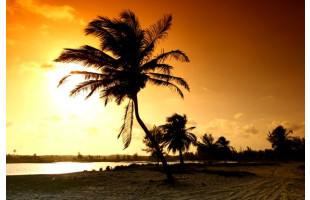 Akustikbild Palme im Sonnenuntergang