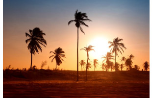 Akustikbild Palmengruppe im Sonnenuntergang