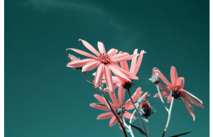 Akustikbild Rosa Blume