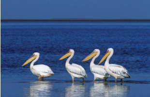 Akustikbild Pelikane im See