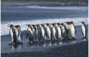 Akustikbild Pinguine