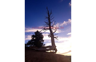 Akustikbild Baum im Sonnenuntergang