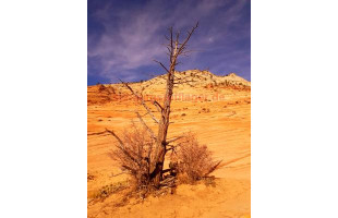 Akustikbild Zion Nationalpark vertrockneter Baum