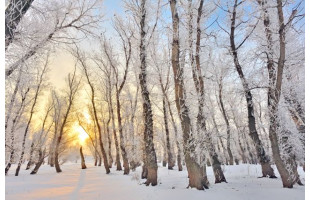 Akustikbild Winterwald