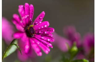 Akustikbild Lila Blume