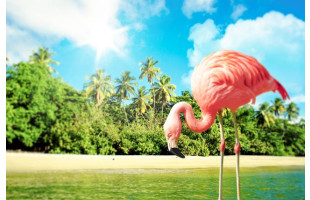 Akustikbild Flamingo