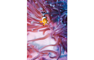 Akustikbild Clownfisch und Anemone