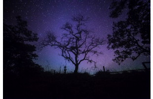 Akustikbild Kahler Baum bei Nacht