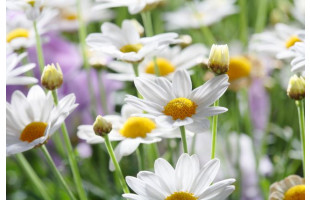 Akustikbild Gänseblümchen