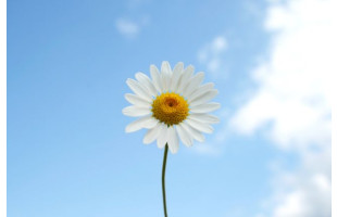 Akustikbild Einfach nur ein Gänseblümchen