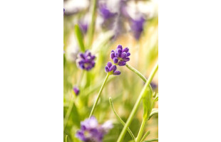 Akustikbild Lilane Wiesenblumen