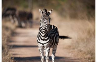 Akustikbild Zebra