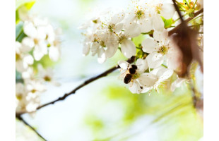 Akustikbild Bienen und Blumen