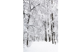 Akustikbild Verschneiter Wald