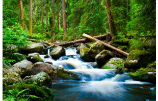 Akustikbild Waldfluss